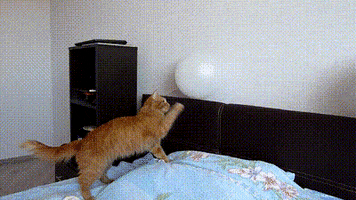 Scared Cat GIF