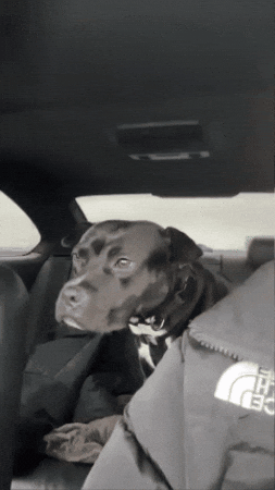 Dog GIF