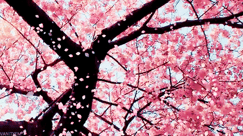 Cherry Blossom 

They are so fragile. 
But... 
I'm captivated by cherry blossoms..
Their exuberant beauty and ...
They a