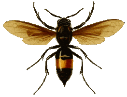 Fly Wings Sticker by babywild