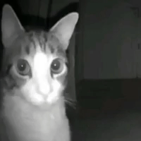 Cat GIF