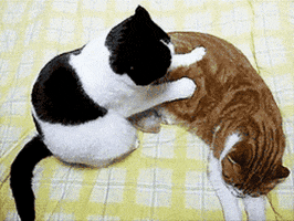 Cat Love Gifs Get The Best Gif On Giphy