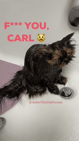 Carl Wet Cat GIF