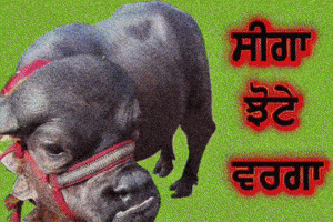 Sidhu Moosewala GIF