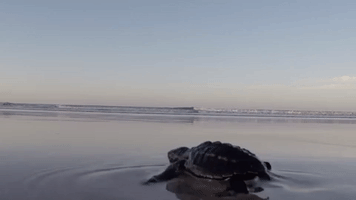 earthwatch ocean turtle sea turtle baby animal GIF