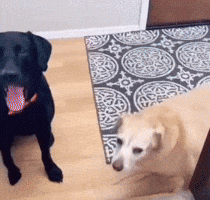 Shocked Dog GIF
