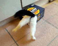 Under Box GIFs - Get the best GIF on GIPHY