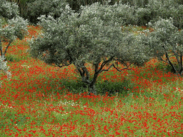 iliana nature olive olive trees GIF