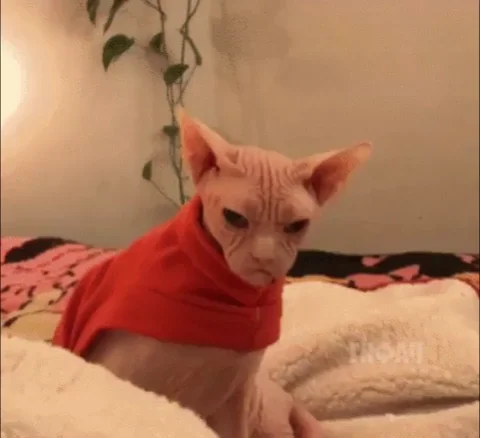 Mad Grumpy Cat GIF