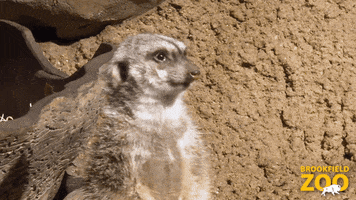 The Office Hello GIF by Brookfield Zoo
