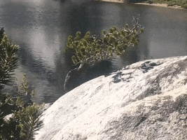 Wilderness GIF by Justin