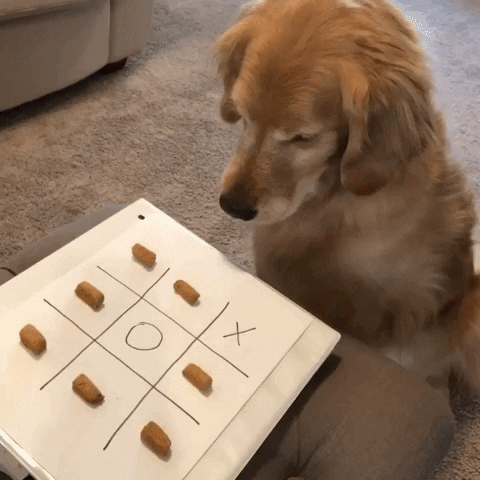 Bored Golden Retriever GIF - Find & Share on GIPHY