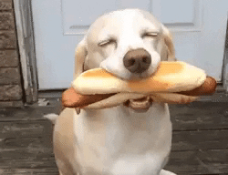 Hungry Hot Dog GIF by JustViral.Net