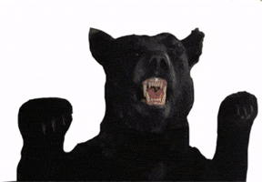 Bear GIF