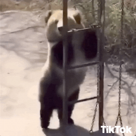excited bear gif