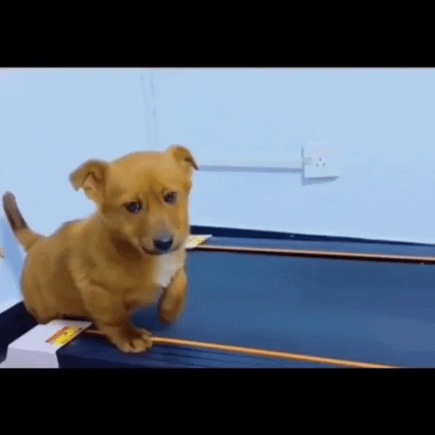 Work Out Dog GIF by The Daily Signal