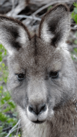 Australia Kangaroo Wallpaper GIF