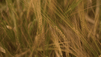 Heikoop Bruiloftsfilms GIF