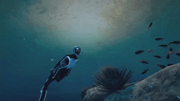 Fish Sunset GIF by Beyond Blue
