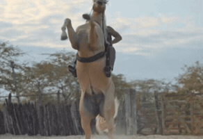 Prime Video Ubaldo GIF