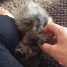 Cat Kitten GIF by pawsr - Find & Share on GIPHY