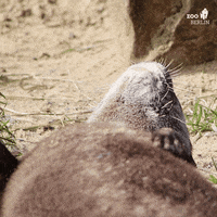 Belly Otter GIF by Zoo Berlin