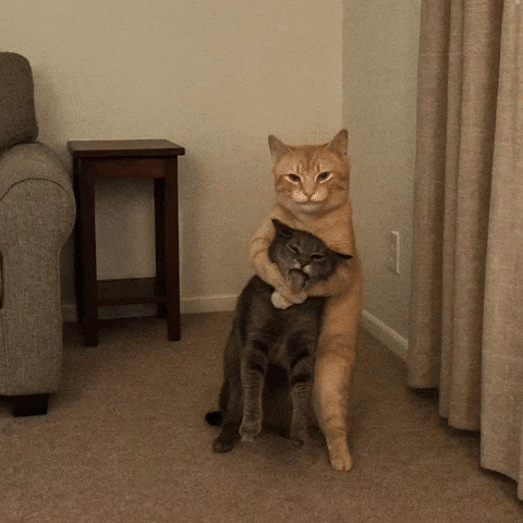 Brhowmre GIF