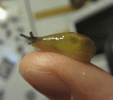slug dancing GIF