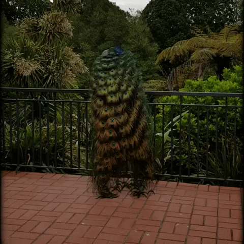 Janine Wittig | KreativMentorin GIF