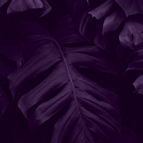 Ada Cantina Urbana GIF