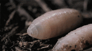 insects GIF by Digg