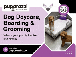 Dog Daycare In Los Angeles GIF