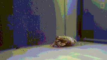 crab pretending GIF