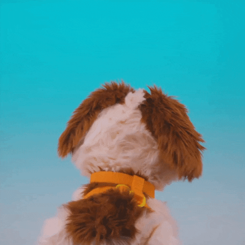 Happy Dog GIF by Sesame Street