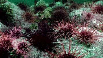 HezzaFezza urchins 2 GIF
