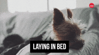 Laying In Bed
