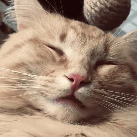 Cat Orange GIF by realzygoatian
