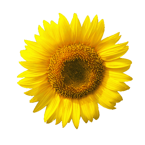 Champagne And Gumboots Sticker