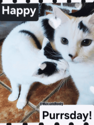 Happy Cats GIF