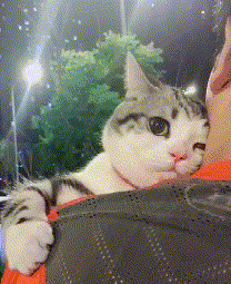 Love GIF