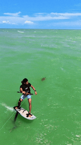Foilturtle GIF