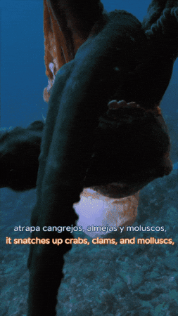 Giant Pacific Octopus Ocean GIF by Monterey Bay Aquarium