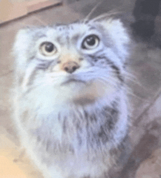 Pallas Cat Lev GIF
