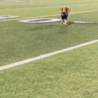 Wonder Dog Football GIF by UC Davis