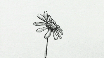 Cicek GIF