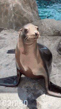 Lion-fight GIFs - Get the best GIF on GIPHY Lion-fight GIFs - Get the best GIF on GIPHY
