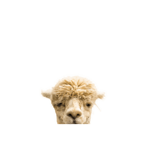 Pfanner Italia Sticker