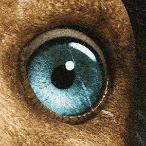 Horror Eye GIF by Dodo Australia