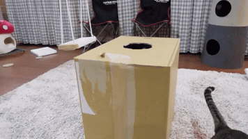 Cat GIF