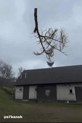 Chicken On Tree GIF